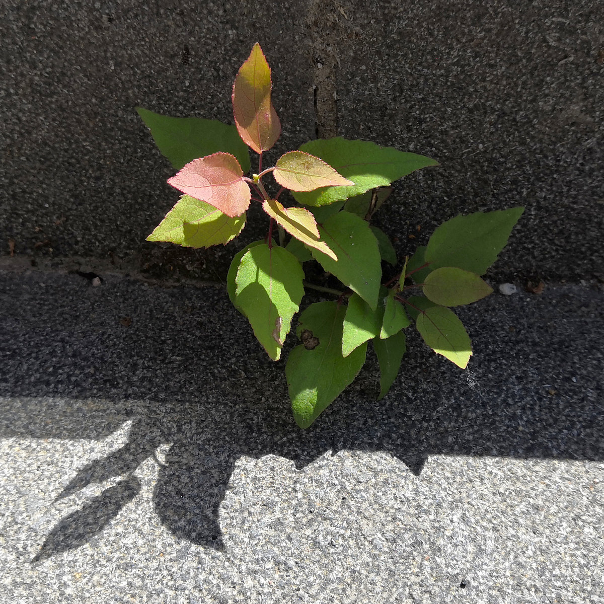 flickers image